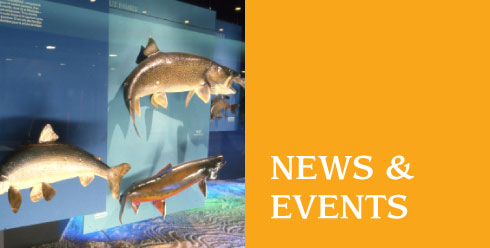 News & Events